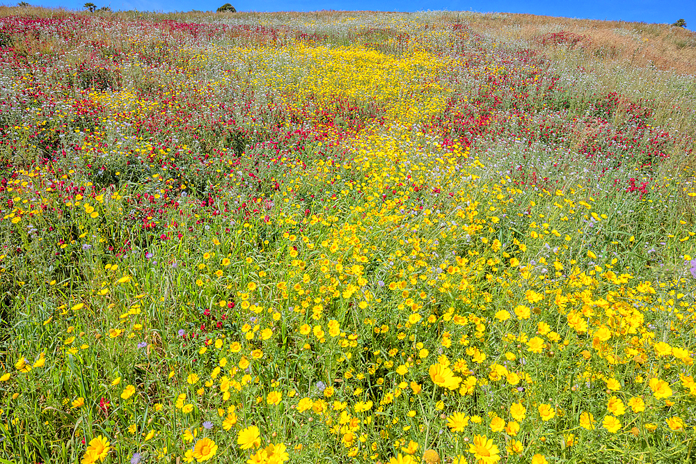 Wild flowers blooming, Cattolica Eraclea, Agrigento district, Sicily, Italy