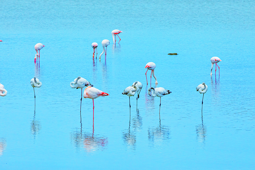 Vendicari wildlife oasis, Vendicari, Noto Valley, Sicily, Italy