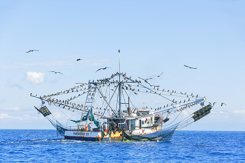 Fishing boat accompanied by a flock of birds, Drake bay, Osa Peninsula, Costa Rica