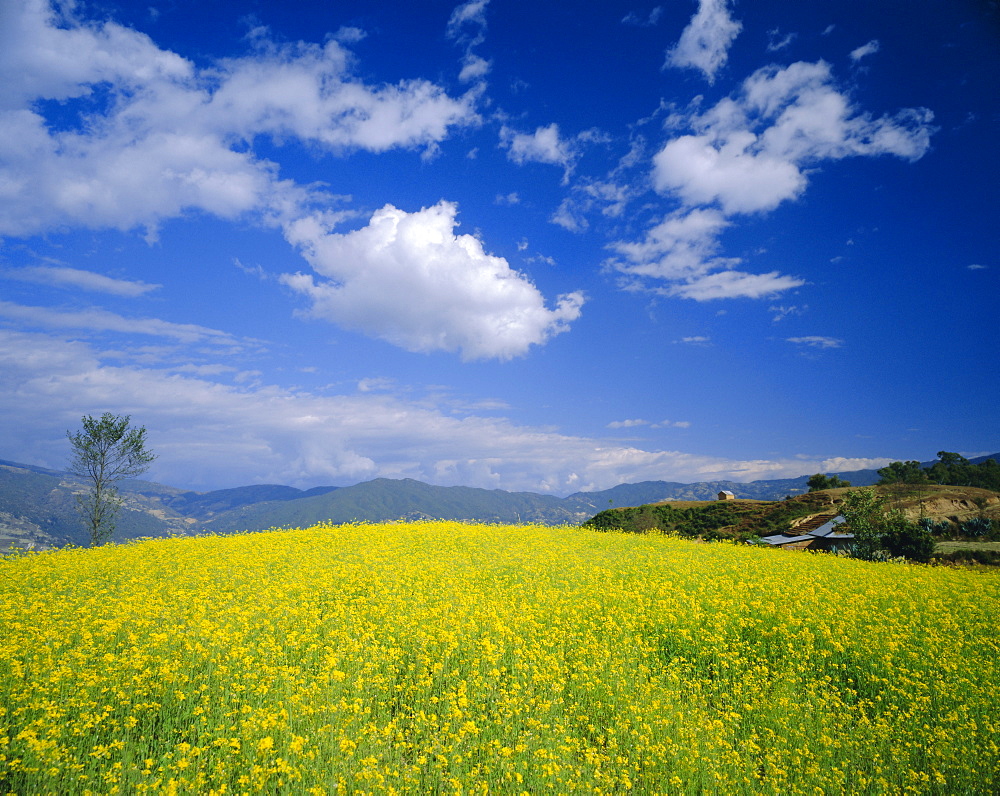 Mustard fields in winter near Nagarkot, Nepal