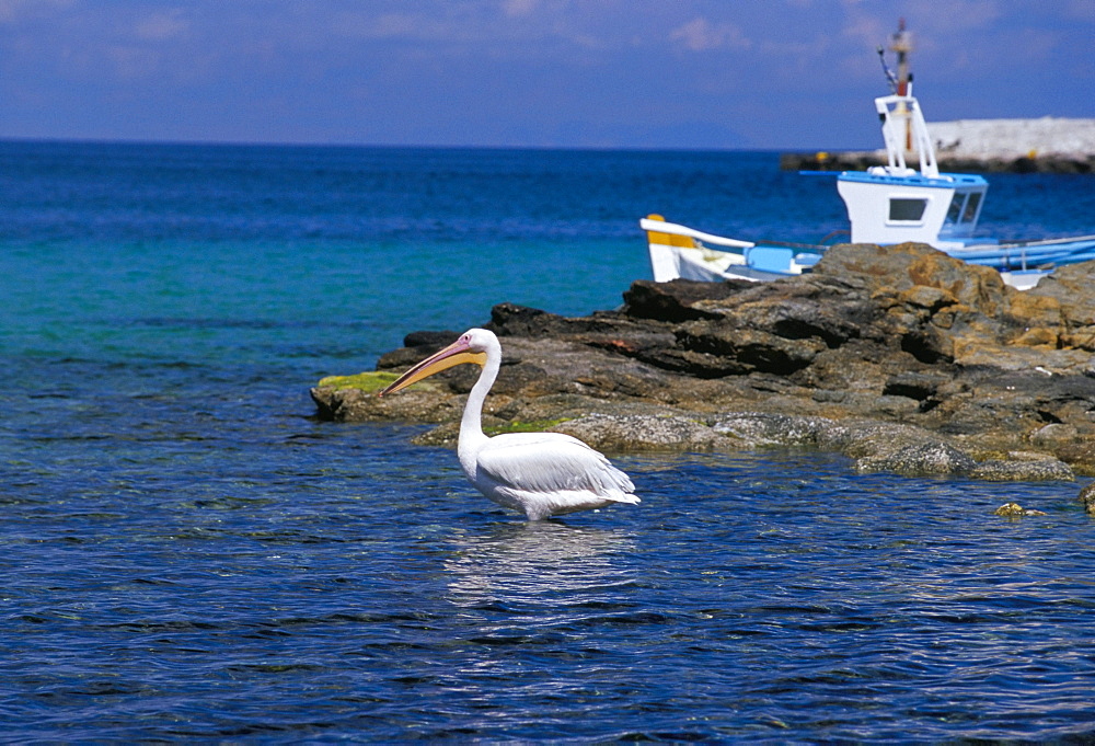 Pelican in Mykonos harbour, Mykonos, Cyclades islands, Greece, Mediterranean, Europe