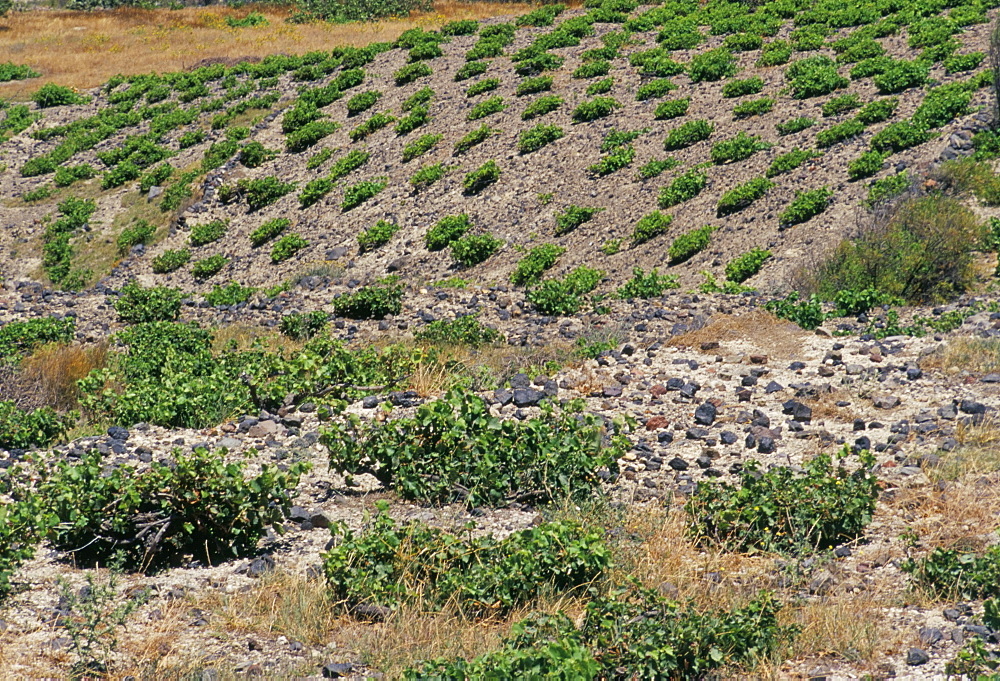 Vineyard, Santorini (Thira), Cyclades islands, Greece, Mediterranean, Europe