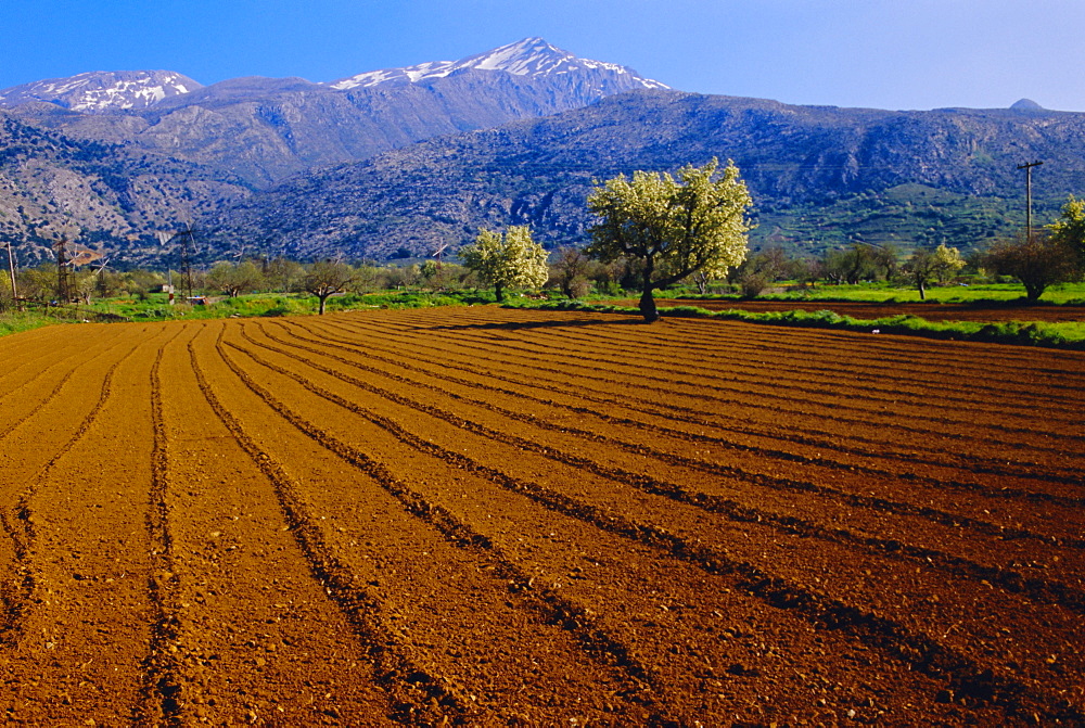 Ploughed field with blooming trees and mountains in the background, Lassithi Plateau, Crete, Greece