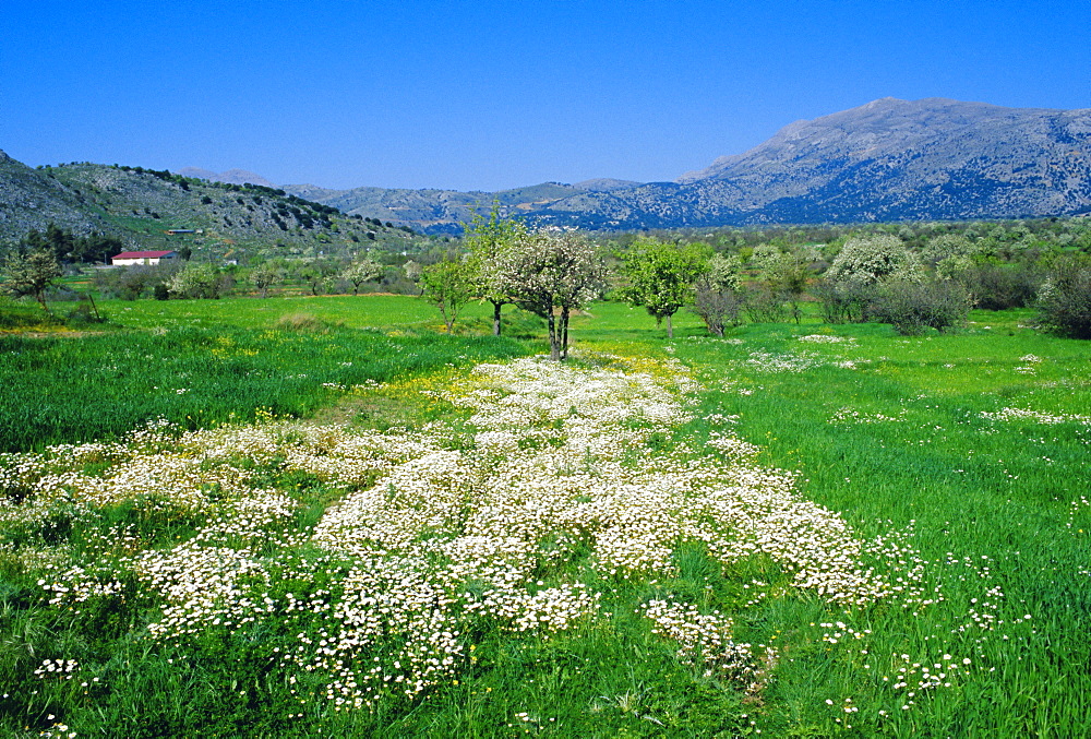 Trees in bloom and spring flowers near Messa Lassithi, Lassithi Plateau, Crete, Greece