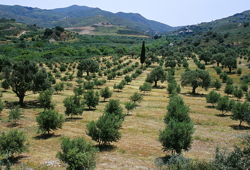 Olive trees, near Spili, island of Crete, Greece, Mediterranean, Europe