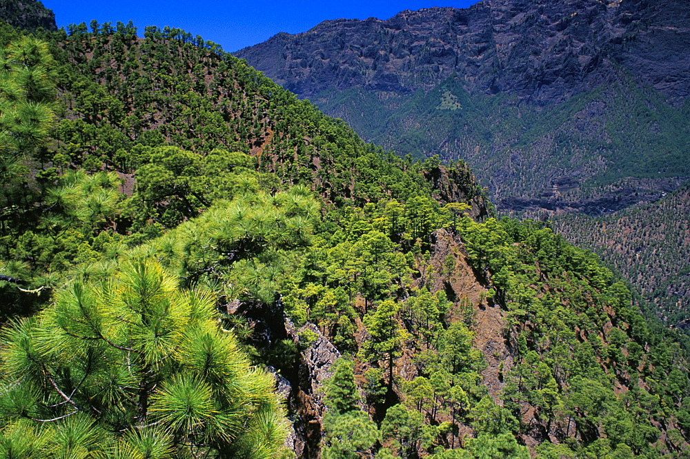 Pine trees near El Mirador de la Cumbrecita, Parque Nsacional de la Caldera de Taburiente, La Palma, Canary Islands, Spain, Atlantic, Europe