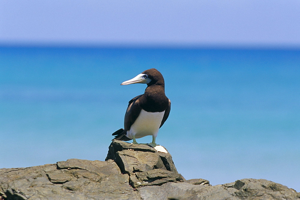 Brown booby (Sula leucogaster), Parque Nacional de Fernando de Norohna, Fernando de Noronha, Pernambuco, Brazil, South America