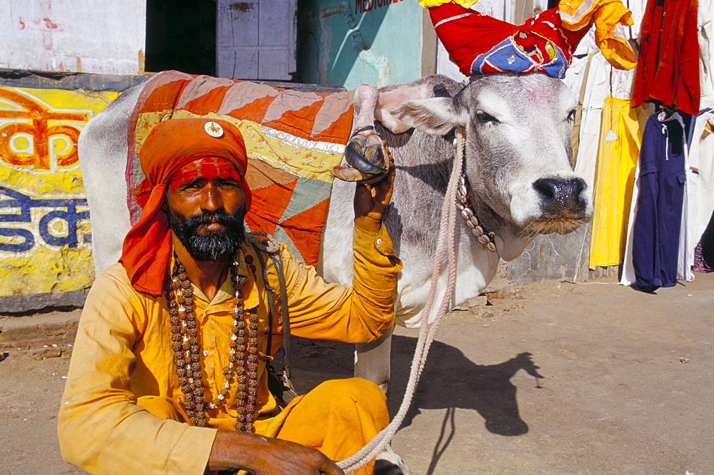 Hindu holy man with five legged cow, Pushkar, Rajasthan state, India, Asia