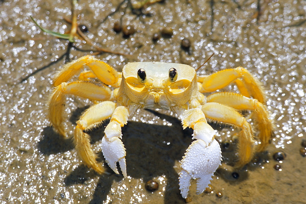 Ghost crab, also known as sand crab (genus Ocypode), Parque Nacional dos Lencois Maranhenses, Atins, Lencois Maranhenses, Brazil, South America