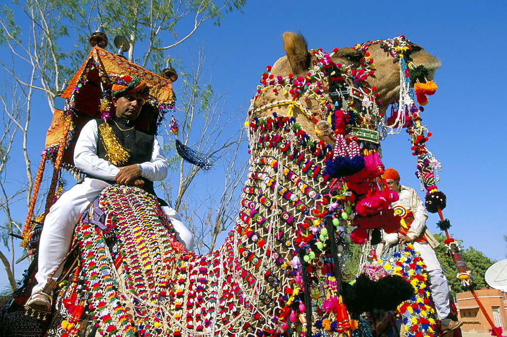 Camels adorned with colourful tassels and bridles, Bikaner Desert Festival, Rajasthan state, India, Asia