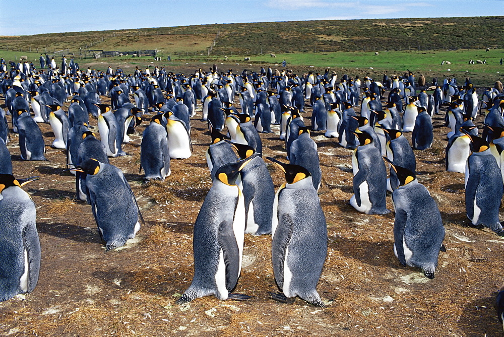 Colony of king penguins (Aptenodytes patagonicus), Volunteer Point, East Falkland, Falkland Islands, South Atlantic, South America