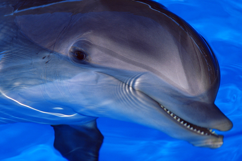 Close-up of a dolphin, Loro Parque, Puerto de la Cruz, Tenerife, Canary Islands, Spain, Europe