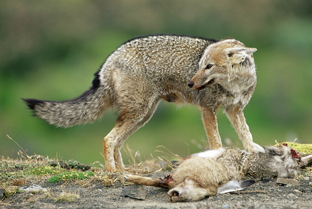 Patagonian grey fox (Dusicyon griseus griseus) defending his killed prey, Torres del Paine National Park, Patagonia, Chile, South America