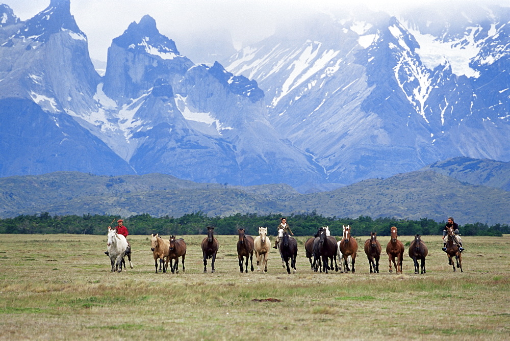 A group of gauchos riding horses, with the Cuernos del Paine (Horns of Paine) mountains behind, Torres del Paine National Park, Patagonia, Chile, South America