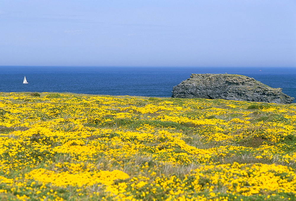 Pointe du Vieux Chateau, Belle Ile en Mer, Breton Islands, Morbihan, Brittany, France, Europe