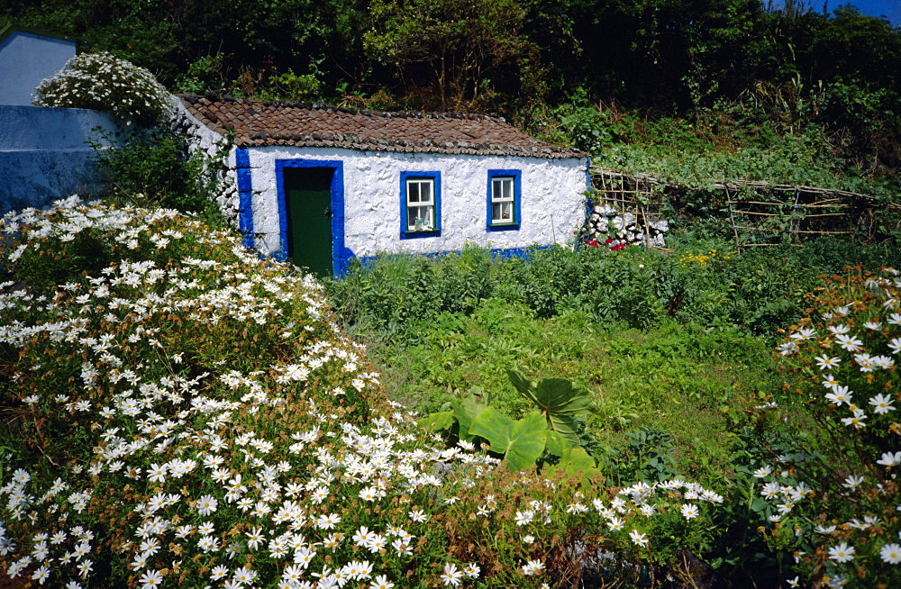 Single storey cottage and garden, Faja do Ouvidor, Sao Jorge Island, Azores, Portugal, Europe, Atlantic Ocean