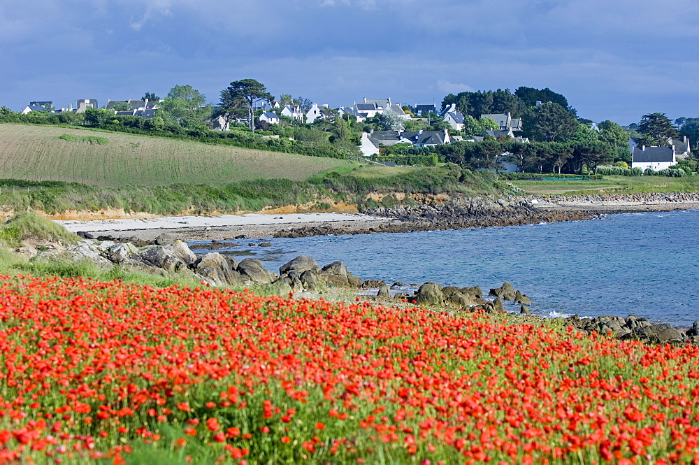 Field of poppies, Saint Sanson en Plouganou, North Finistere, Brittany, France, Europe