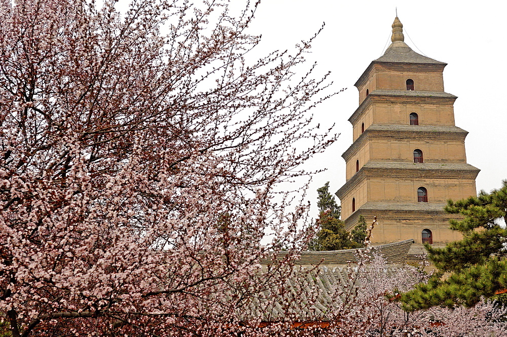 Great Wild Goose Pagoda (Dayanta) built during the Tang Dynasty in the 7th century, Xian, Shaanxi, China, Asia