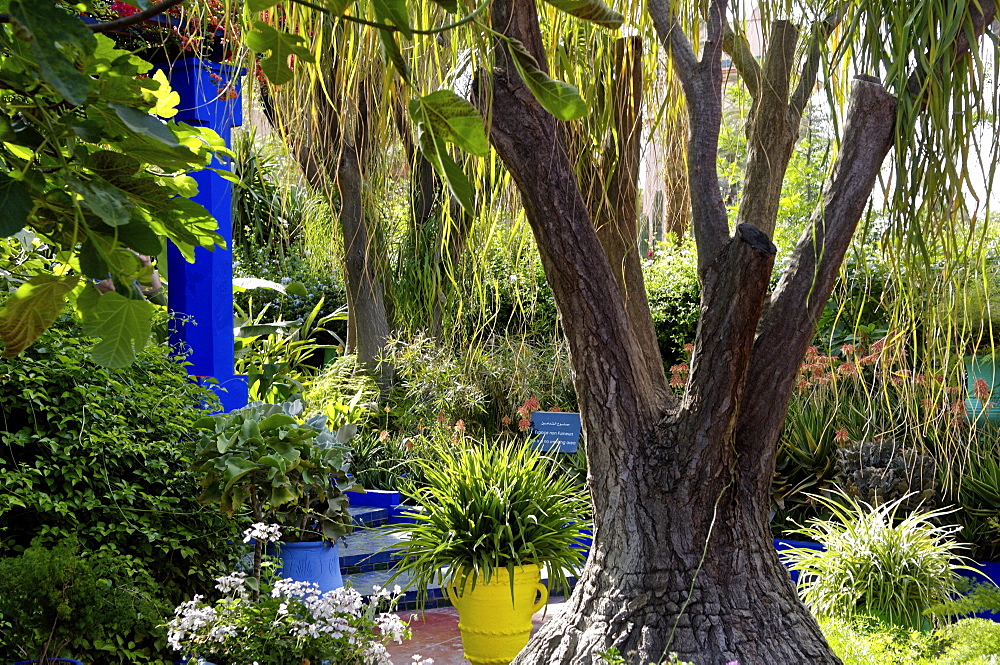 The Majorelle Garden, created by the French cabinetmaker Louis Majorelle, and restored by the couturier Yves Saint-Laurent, Marrakesh, Morocco, North Africa, Africa