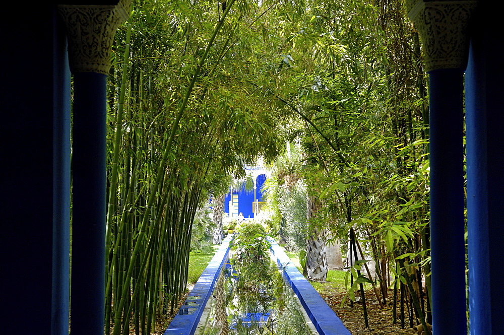 Bamboo in the Majorelle Garden, created by the French cabinetmaker Louis Majorelle, and restored by the couturier Yves Saint-Laurent, Marrakesh, Morocco, North Africa, Africa