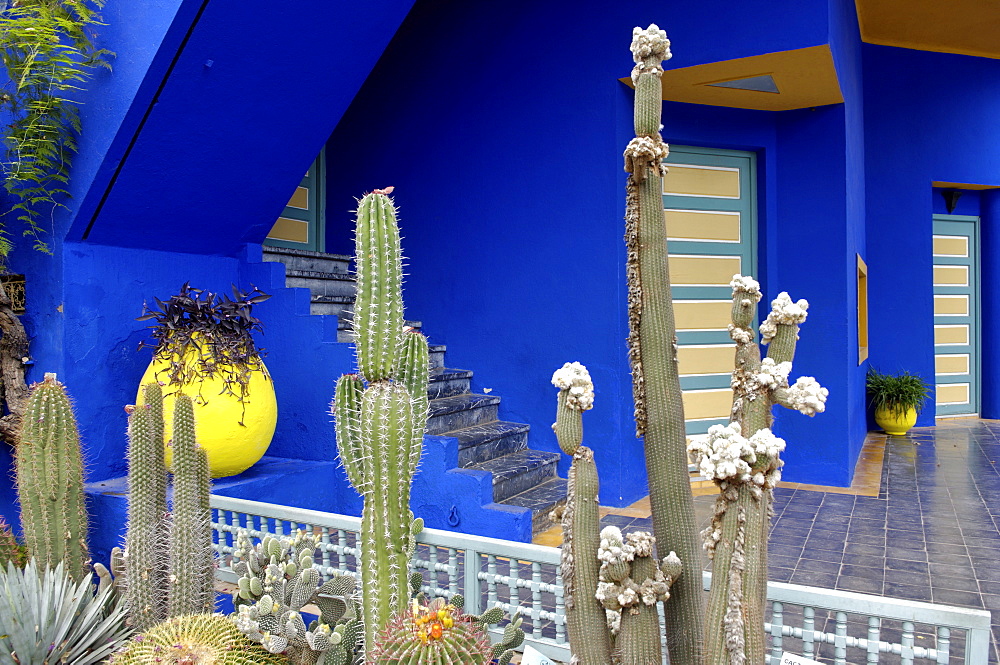 Cacti in the Majorelle Garden, created by the French cabinetmaker Louis Majorelle, and restored by the couturier Yves Saint-Laurent, Marrakesh, Morocco, North Africa, Africa