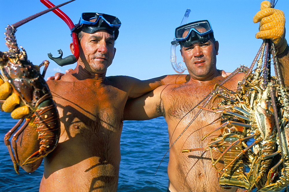 Lobster catch, Cayos, Cuba, Caribbean Sea, West Indies, Central America