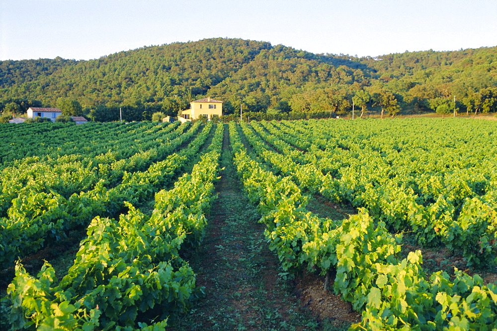 Vineyard, The Var, Cote d'Azur, Provence, France