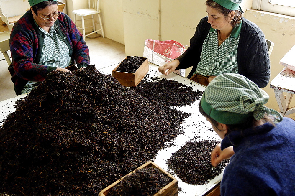 The Azorean Tea Factory, Gorreana, Sao Miguel Island, Azores, Portugal, Europe