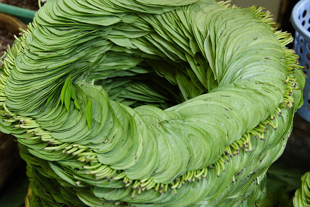 Betel, leaf of a vine belonging to the Piperaceae family, used as a stimulant, antiseptic and breath-freshener, Republic of the Union of Myanmar (Burma), Asia 