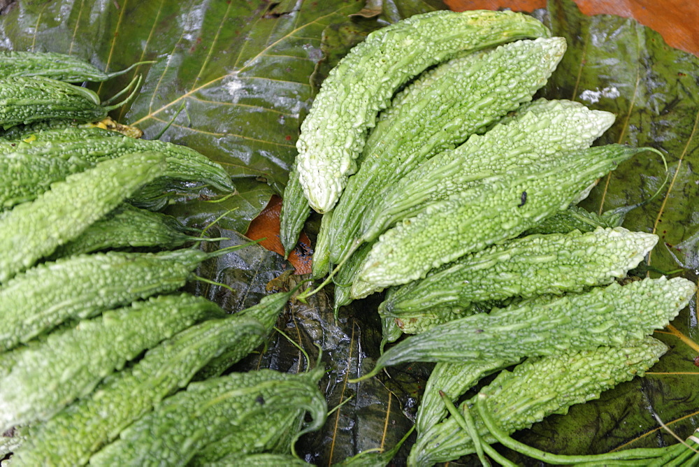 Momordica charantia (bitter melon) (bitter gourd) (bitter squash) tropical and subtropical vine of the family Cucurbitaceae, Republic of the Union of Myanmar (Burma), Asia 