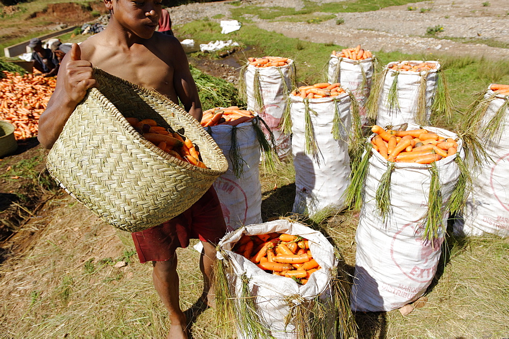 Carrot harvest, Vakinankaratra region, Madagascar, Africa 