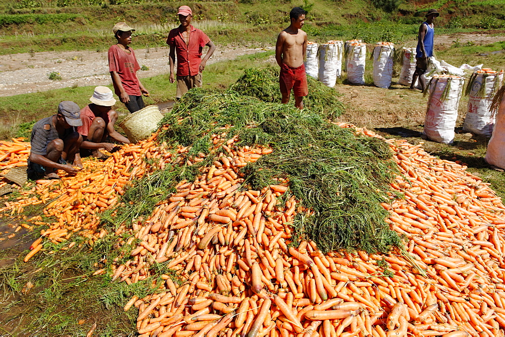 Carrot harvest, Vakinankaratra region, Madagascar, Africa 