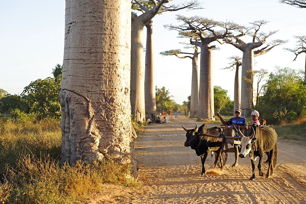 The Alley of the Baobabs (Avenue de Baobabs), a prominent group of baobab trees lining the dirt road between Morondava and Belon'i Tsiribihina, Madagascar, Africa 