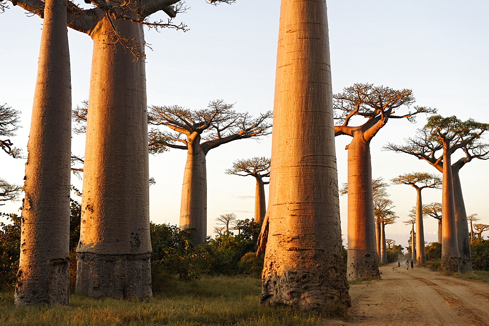 The Alley of the Baobabs (Avenue de Baobabs), a prominent group of baobab trees lining the dirt road between Morondava and Belon'i Tsiribihina, Madagascar, Africa 