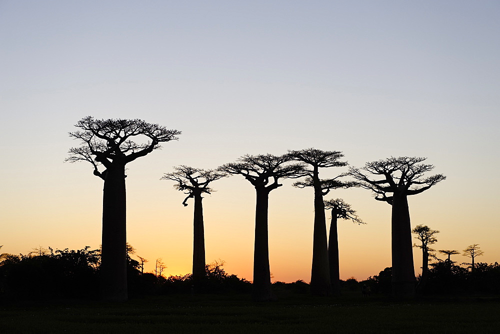 The Alley of the Baobabs (Avenue de Baobabs), a prominent group of baobab trees lining the dirt road between Morondava and Belon'i Tsiribihina, Madagascar, Africa 