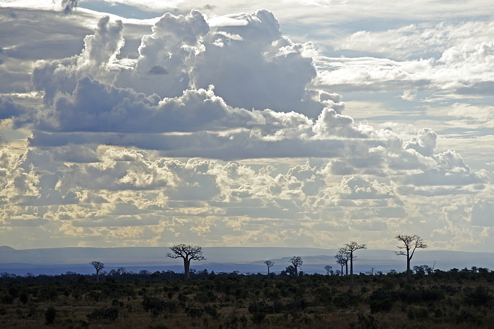 Baobabs landscape, Region of Ihosy, Madagascar, Africa 