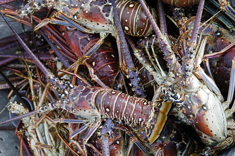 Lobsters, Anegada Island, British Virgin Islands, West Indies, Caribbean, Central America