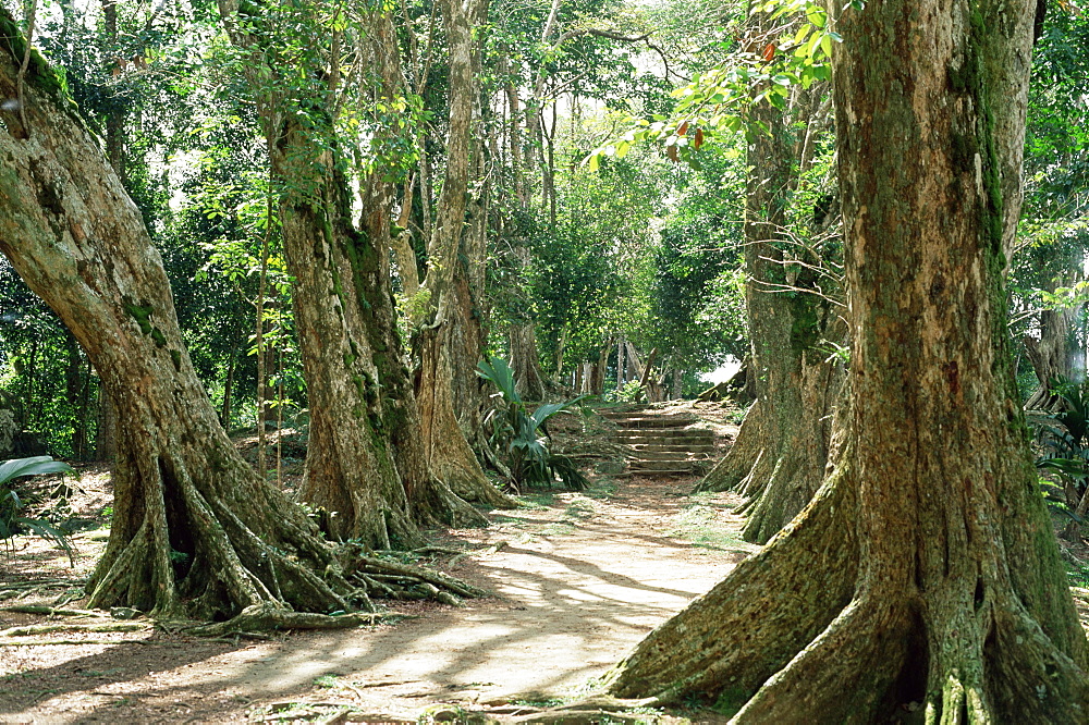 Allee de Sang Dragon, Mission a Morne Seychellois, island of Mahe, Seychelles, Indian Ocean, Africa