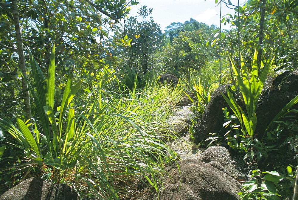 Les Hauts de Grand Anse, west coast, Island of Mahe, Seychelles, Indian Ocean, Africa