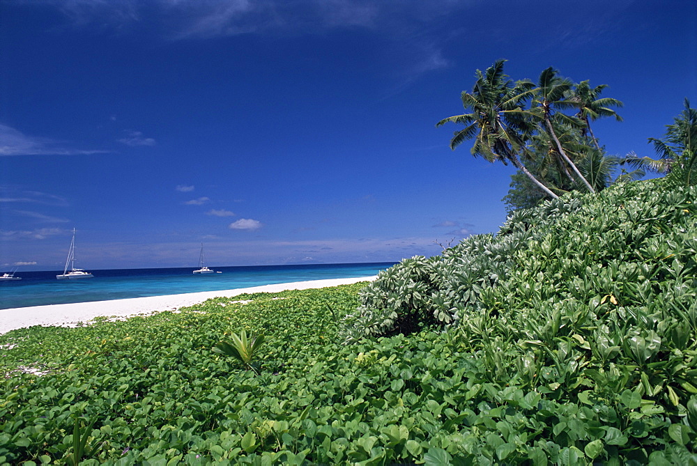 Nature reserve and beach, Ile Aride (Aride Island), Seychelles, Indian Ocean, Africa