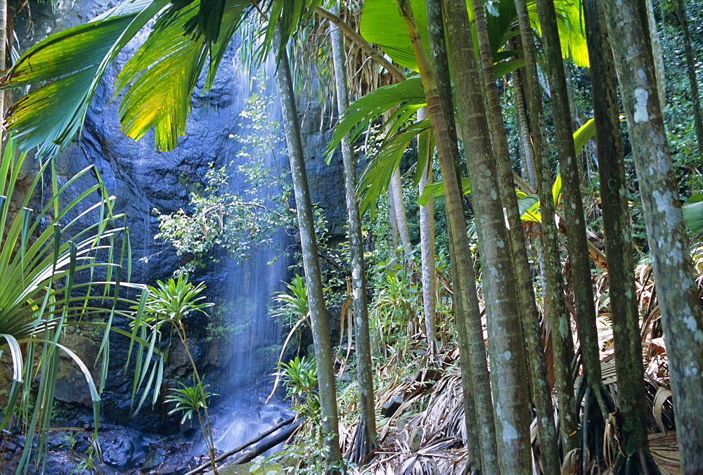 Waterfall, Vallee de Mai National Park, island of Praslin, Seychelles, Indian Ocean, Africa