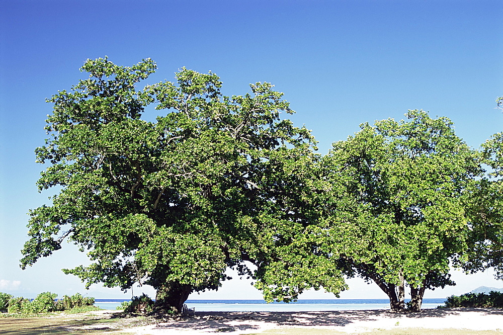 Trees, Anse Union, west coast, island of La Digue, Seychelles, Indian Ocean, Africa