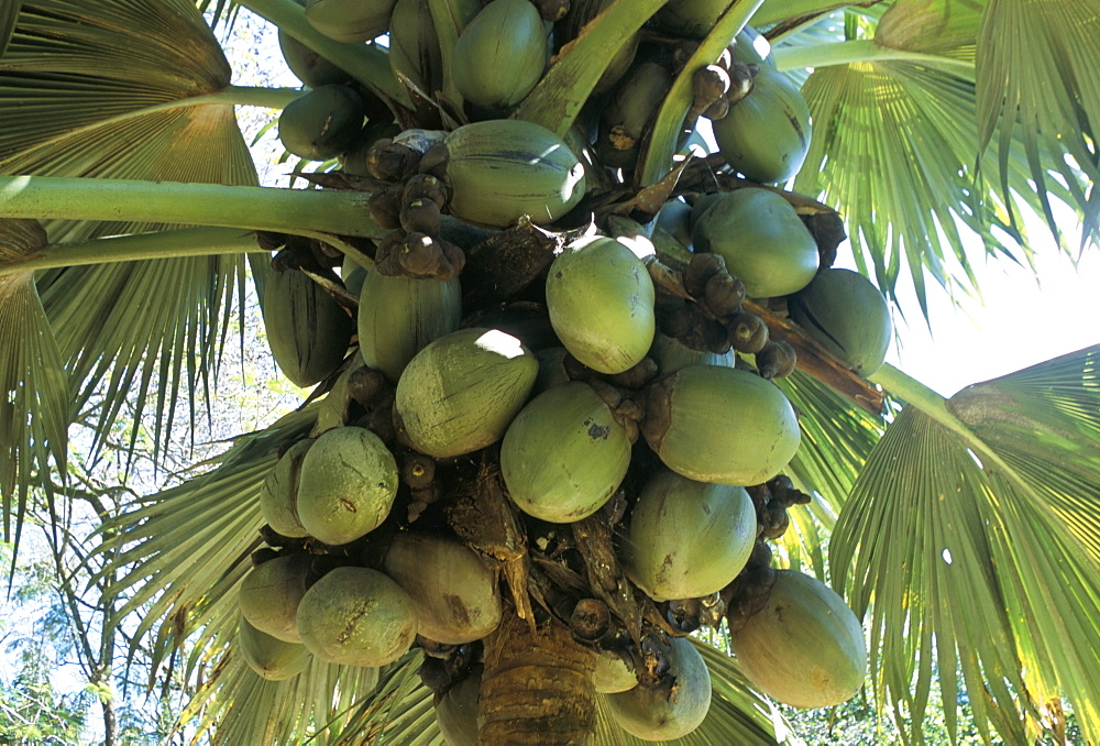 Coconuts, botanical garden, Victoria, island of Mahe, Seychelles, Indian Ocean, Africa