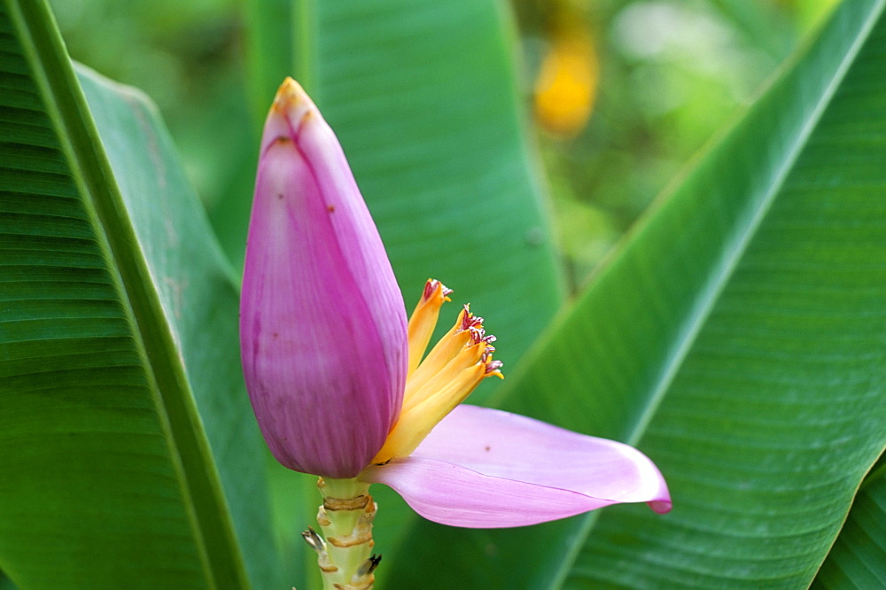 Close-up of the flower of a banana plant, island of Martinique, French Lesser Antilles, West Indies, Central America