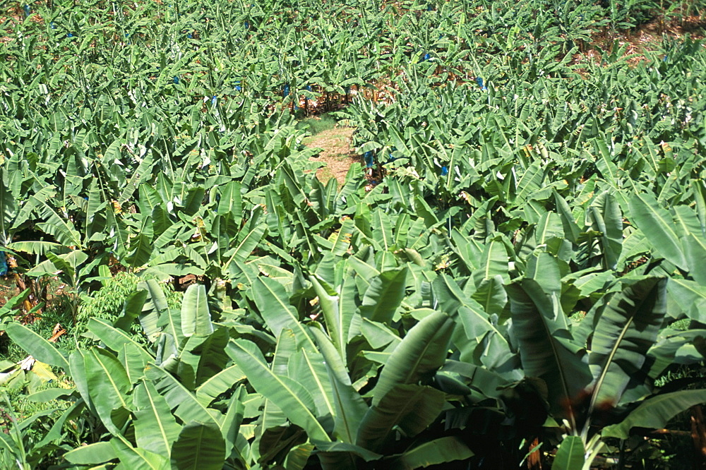 Banana plantation, former Domaine Limbe, Commune de Sainte Marie, island of Martinique, French Lesser Antilles, West Indies, Central America