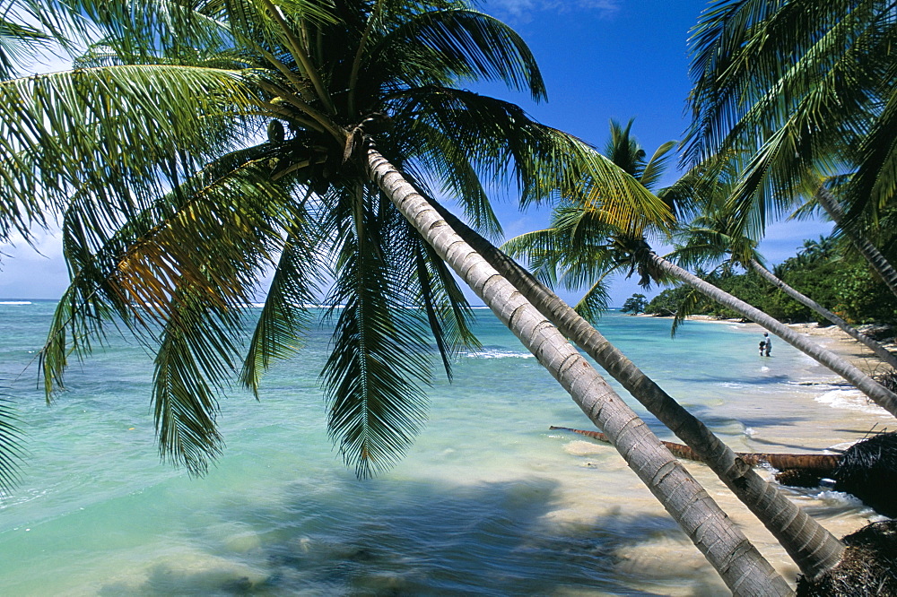 Beach, Capesterre region, Ile de Marie-Galante, French Antilles, West Indies, Central America