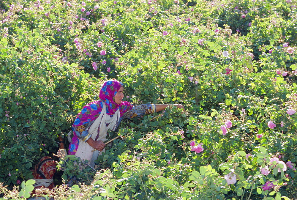 Woman picking cultivated roses, Al Ain, Oman, Middle East