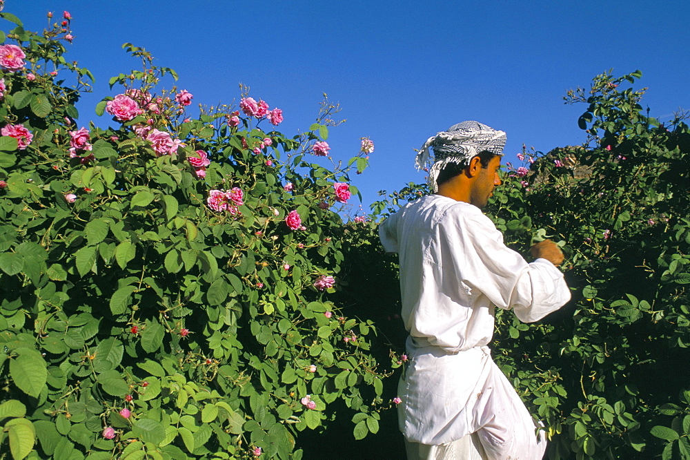 Cutting roses, village of Al Ain, Al Jabal Al Akkar region, Sultanate of Oman, Middle East