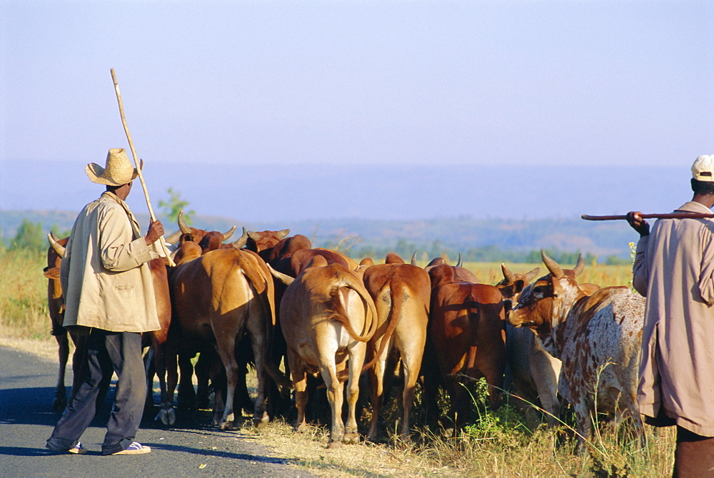 Small herd of cows and their herders, Woolisso reigion, Shoa Province, Ethiopia, Africa 