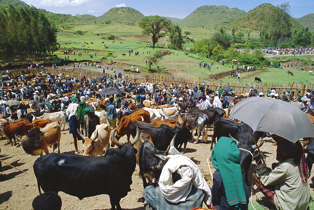 Livestock market, Sentebe, Abyssinian region of Choa, Ethiopia, Africa 